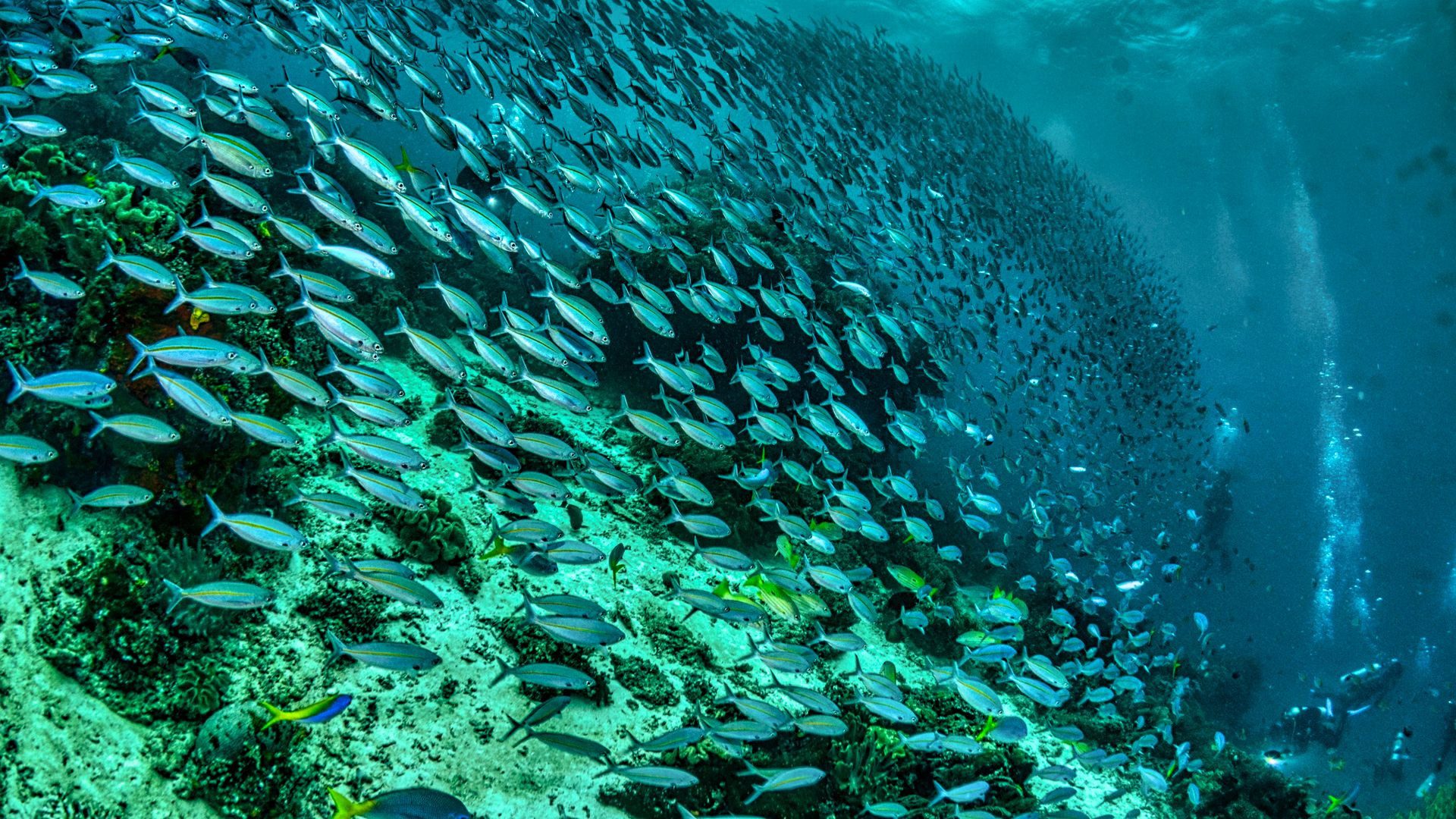 sardine-run-moalboal